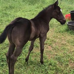 Meet your Posher, Marsha